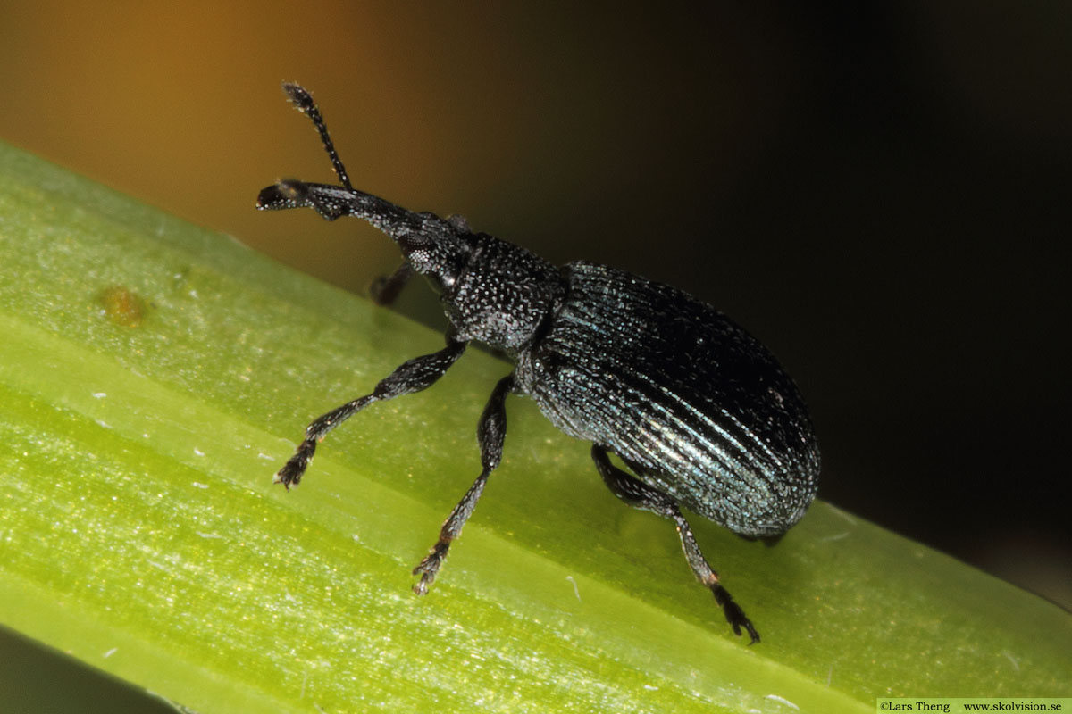 Vanlig snytbagge, Hylobius abietis